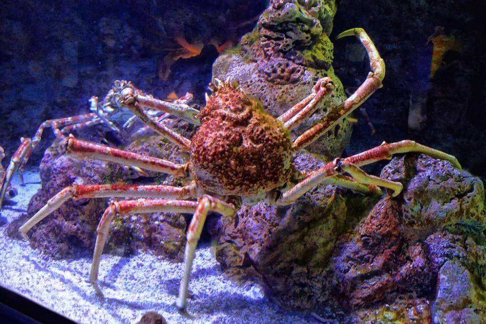 Japanese spider crab adalah spesies kepiting terbesar di dunia (/ocean.si.edu)